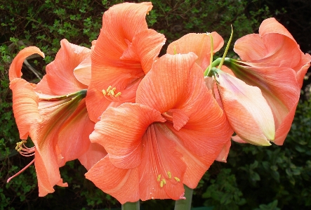 Foto Amarillide
 fiore pianta fiorita
