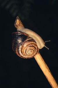 Animal snail snails and slugs molluscs Photo