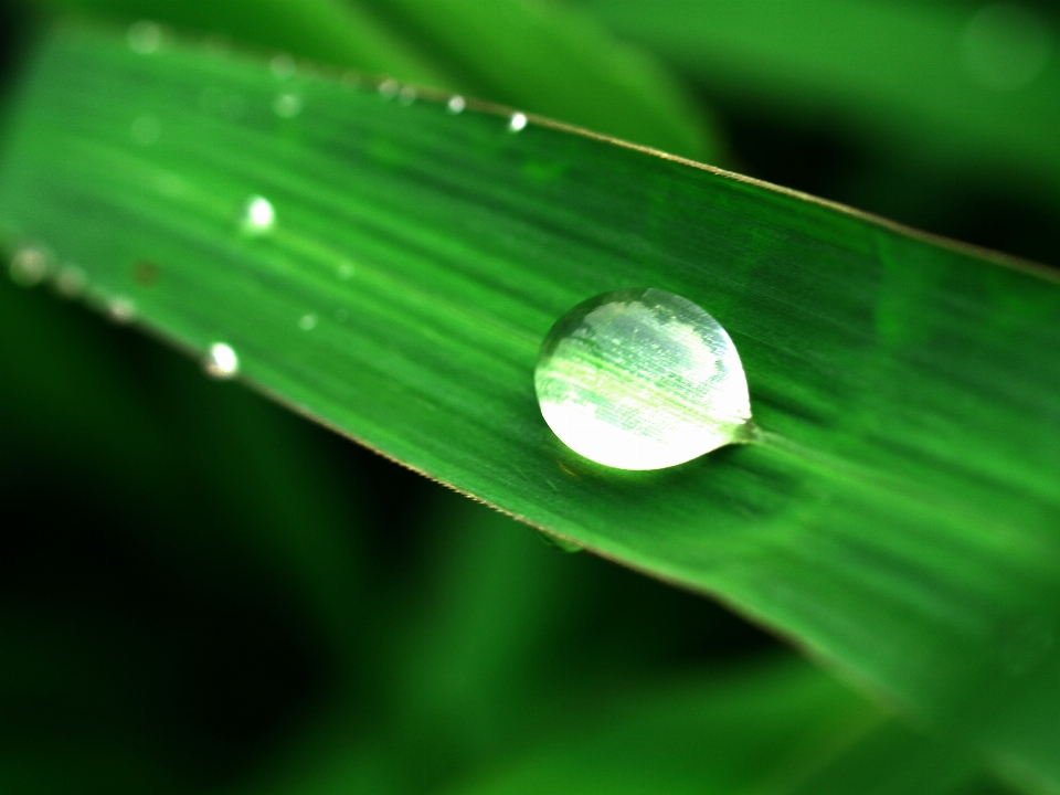 Leaf nature water green