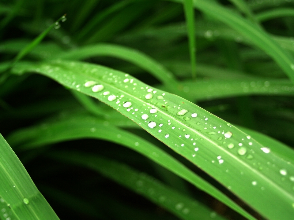 Hoja naturaleza agua verde