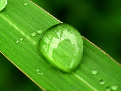 Leaf nature water green Photo