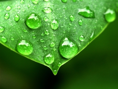 Leaf nature water green Photo