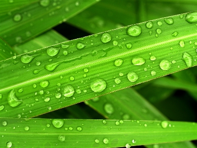 Leaf nature water green Photo