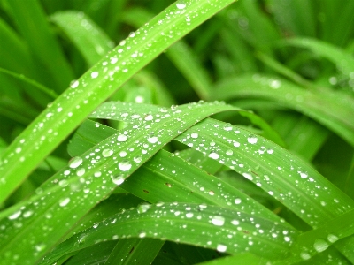 Leaf nature water green Photo