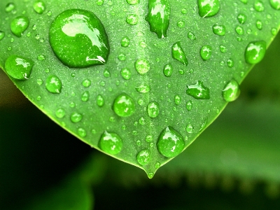 Leaf nature water green Photo