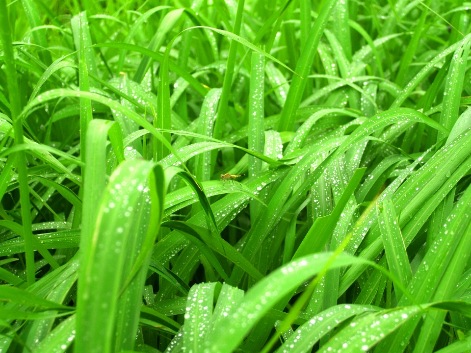 Leaf nature water green