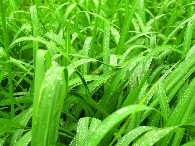 Leaf nature water green Photo