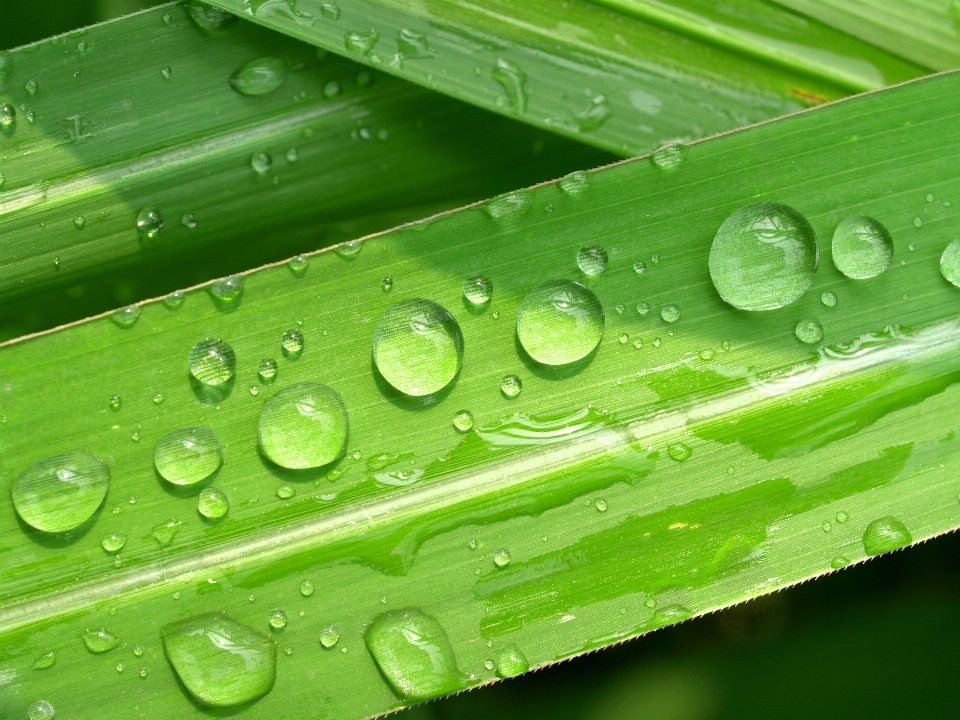 Leaf nature water green