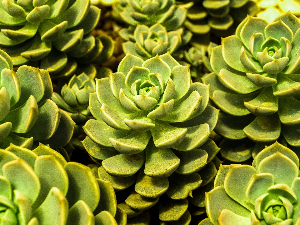 Cactus
 desierto planta verde