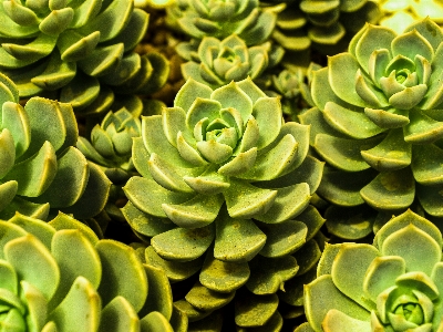 Cactus desert plant green Photo