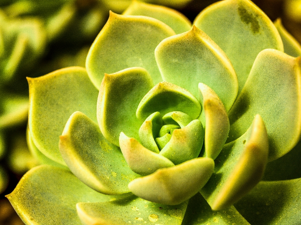 カクタス
 荒野 植物 緑