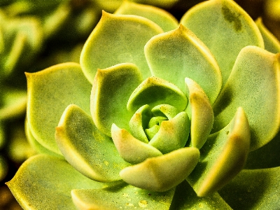 Cactus desert plant green Photo