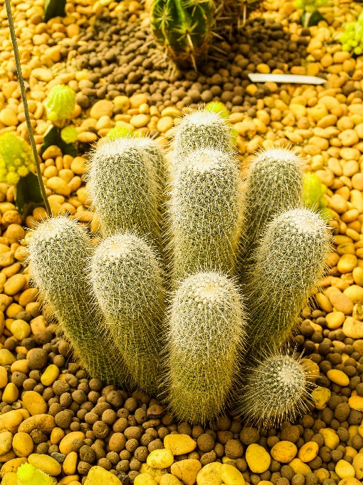 Cactus
 desierto planta verde