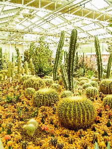 Foto Cacto
 deserto plantar verde