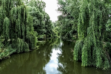 Weide wasser teich bäume Foto