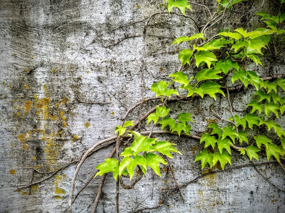 Beton zakład zielony vine