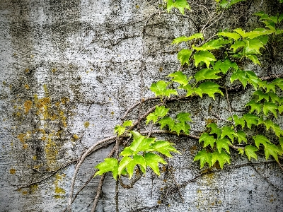 Beton anlage grün vine Foto