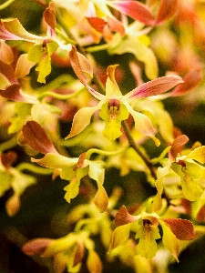 Foto Anggrek bunga ungu flora