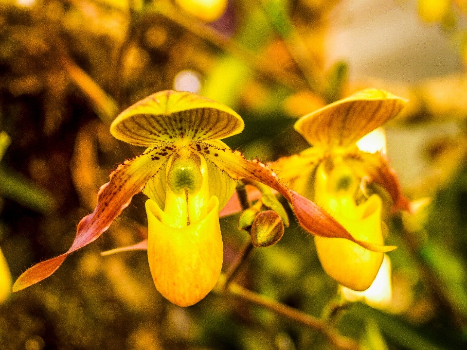 Orchidea floreale viola flora