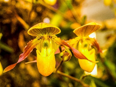 Foto Anggrek bunga ungu flora