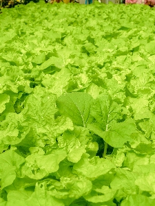 Farm green food hydroponic Photo