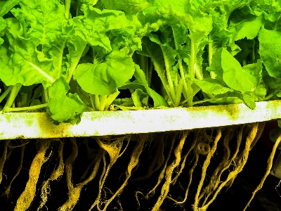 Farm green food hydroponic Photo