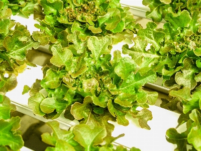 Farm green food hydroponic Photo