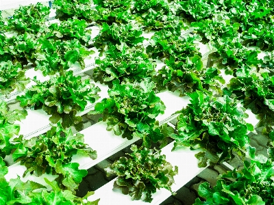 Farm green food hydroponic Photo