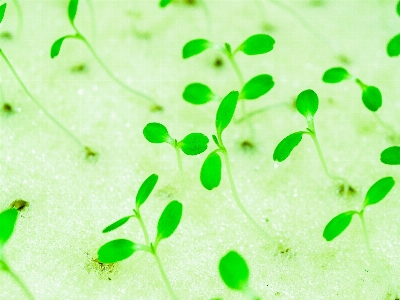 Farm green food hydroponic Photo