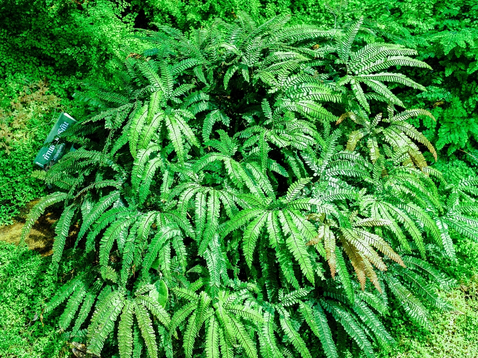 Green plant natural flora