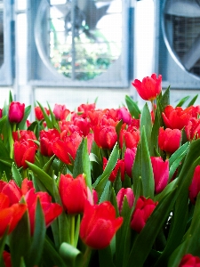 Tulip green flower spring Photo