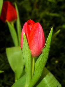 Tulip green flower spring Photo