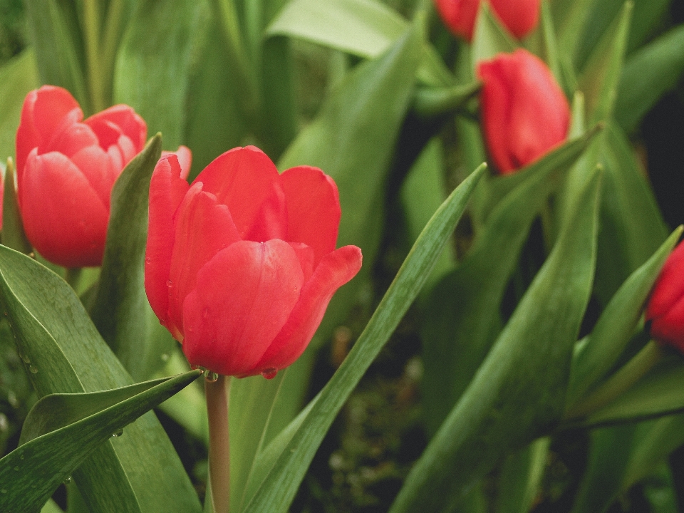 Tulipe vert fleur printemps