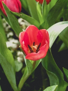 Tulip green flower spring Photo