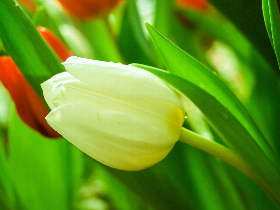 Tulipe vert fleur printemps