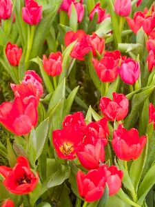 Tulip green flower spring Photo