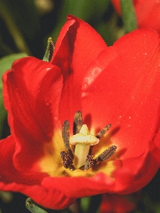 Tulip green flower spring Photo