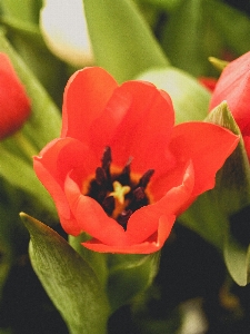 Tulip green flower spring Photo