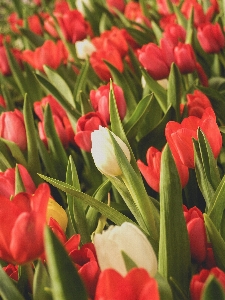 Tulip green flower spring Photo