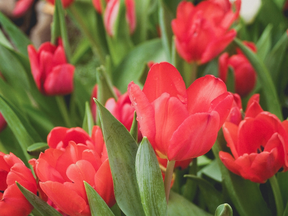 Tulpe grün blume frühling