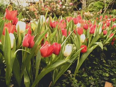 Tulip green flower spring Photo