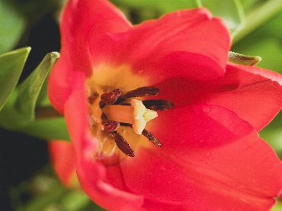 Tulip green flower spring Photo