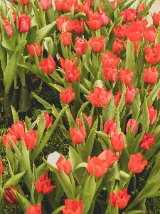 Foto Bunga tulp hijau musim semi