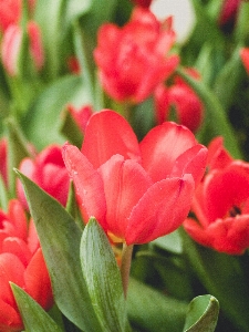 Tulip green flower spring Photo