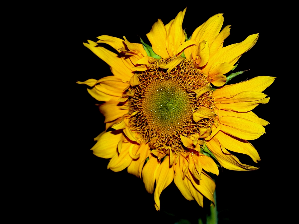 Field flower yellow sunflower