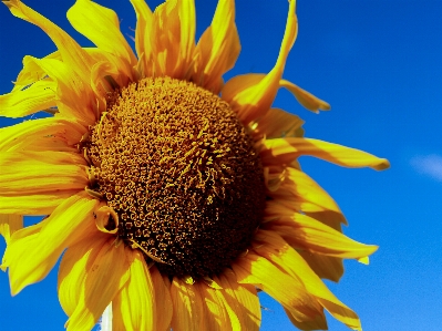 Field flower yellow sunflower Photo