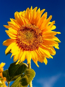 分野 花 黄色 ひまわり 写真