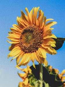 Field flower yellow sunflower Photo