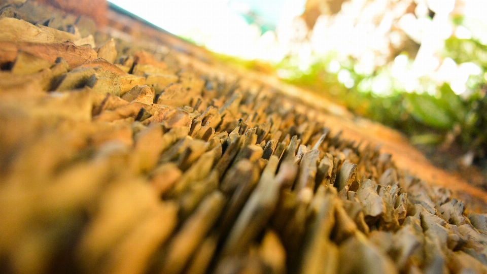 Perspective close up macro photography grass