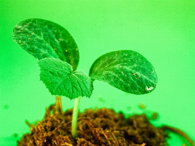 Foto Musim semi daun pertumbuhan pohon